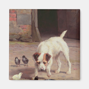 Imán Confrontación