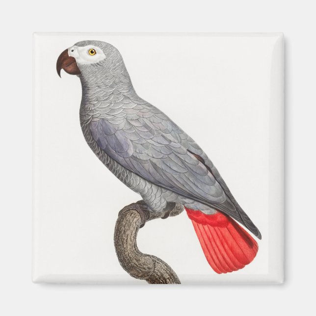 IMÁN CONGO GRAY PARROT (Frente)