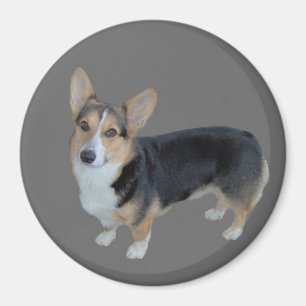 Imán conmovedor del Corgi Galés del Pembroke