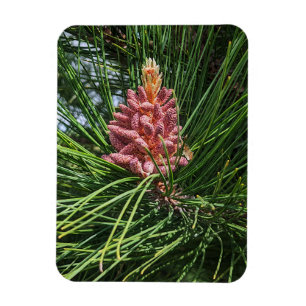 Imán Cono de polen de pino rojo (Pinus resinosa)