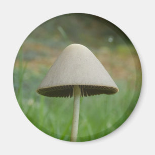 Imán Conocybe rickenii Mushroom Magnet