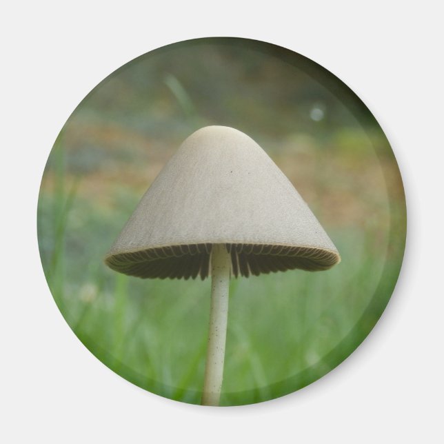 Imán Conocybe rickenii Mushroom Magnet (Frente)