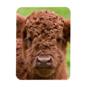 Imán Conozca el altiplano adorable