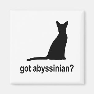 Imán ¿Conseguido abisinio?