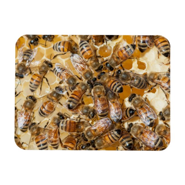 Imán Conservación de abejas en la granja de miel de Arl (Horizontal)