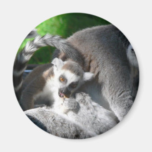 Imán Consumición de los Lemurs