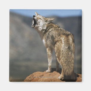 Imán Conteo De Coyote Desde El Punto Alto
