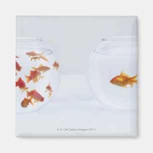 Imán Contraste de muchos goldfish en fishbowl y