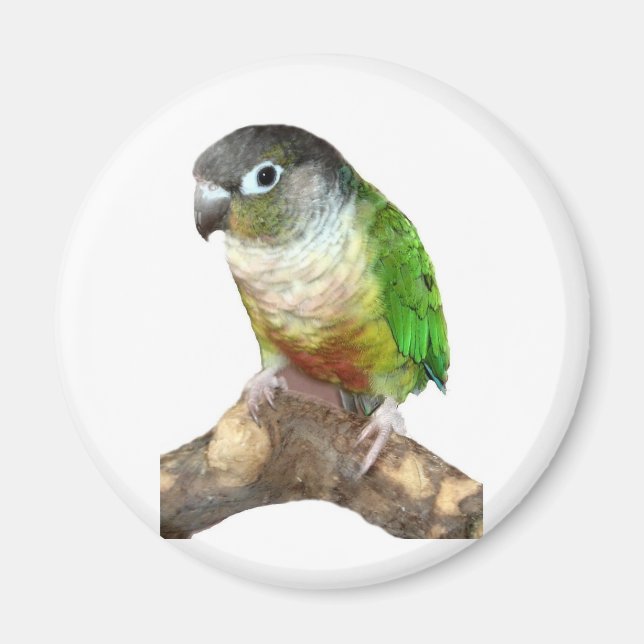 Imán Conure de la mejilla verde (Frente)