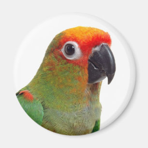 Imán conure De oro-capsulado