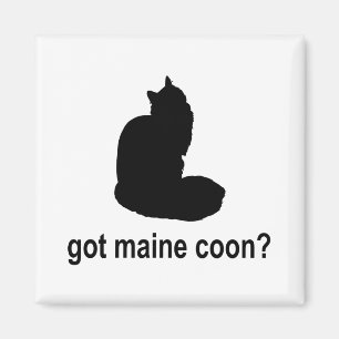 Imán ¿Coon conseguido de Maine?