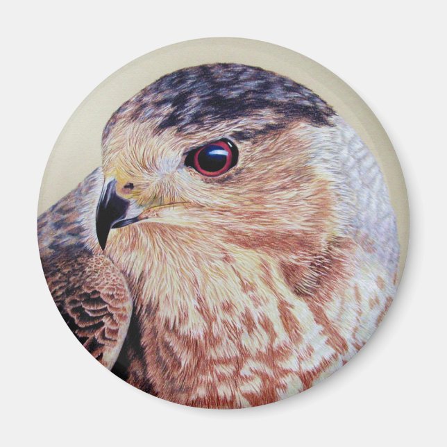 Imán Coopers Hawk (Frente)