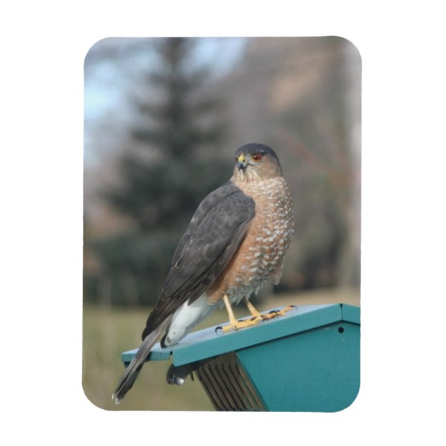 Imán Coopers Hawk (Vertical)