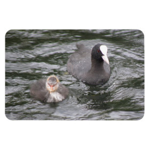 Imán Coot and Chick Premium Magnet