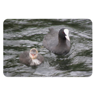 Imán Coot and Chick Premium Magnet