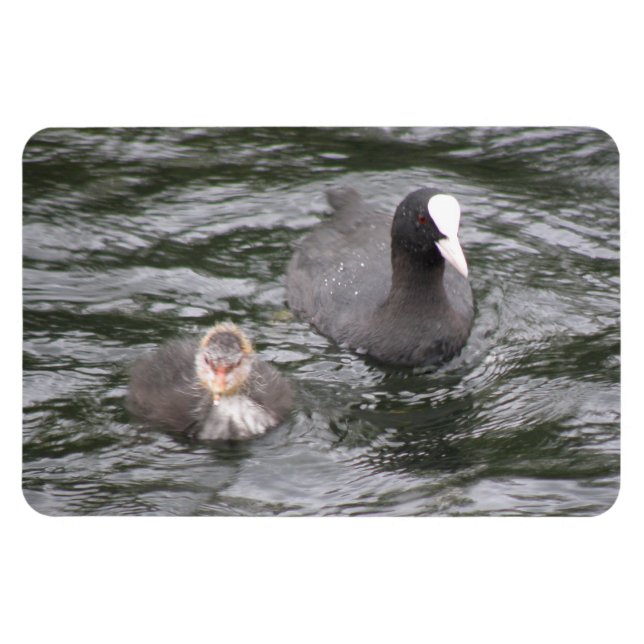 Imán Coot and Chick Premium Magnet (Horizontal)