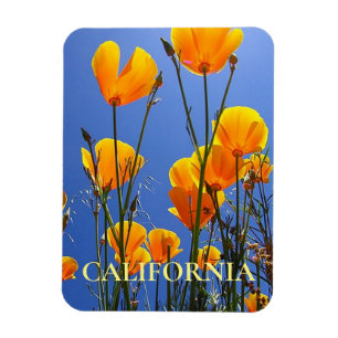 Imán Copas doradas de California contra el cielo azul