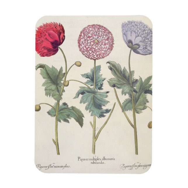 Imán Coppies: 1.Papaver multiplex albumoris rubicundis; (Vertical)