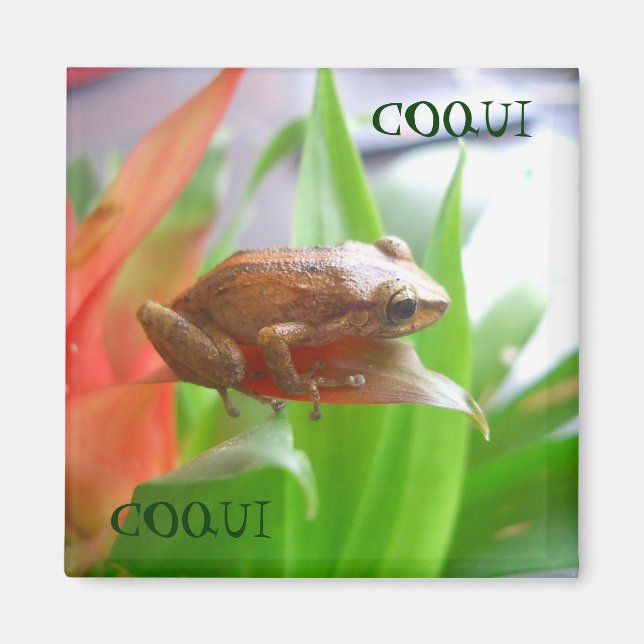 IMÁN COQUI (Frente)