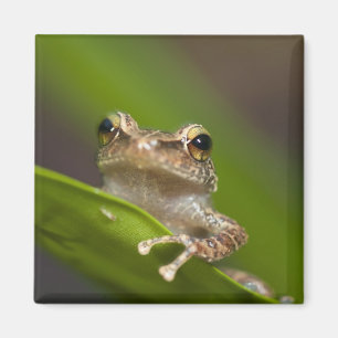 Imán Coqui común, Eleutherodactylus coqui