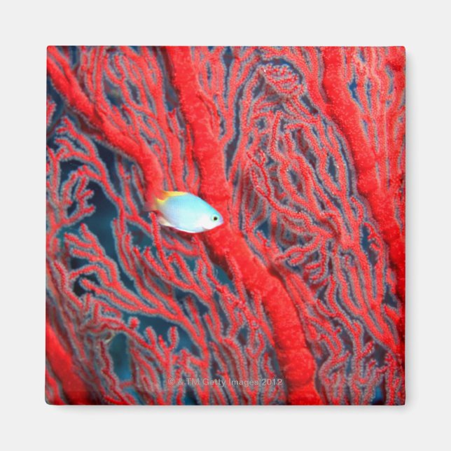 Imán coral (Frente)