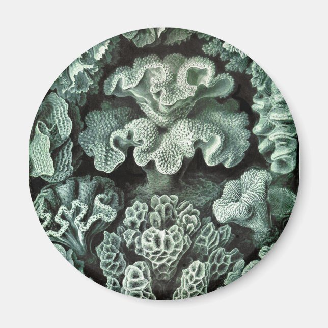 Imán Coral (Frente)