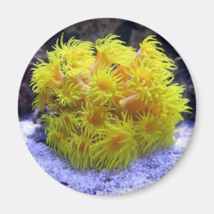 Imán Coral anaranjado de Sun