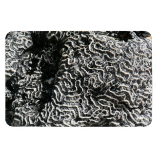 Imán Coral blanco y negro I Resumen foto natural