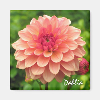 Imán Coral Dahlia Magnet