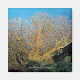 Imán Coral de Gorgonian