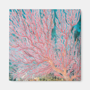 Imán Coral de Gorgonian 3