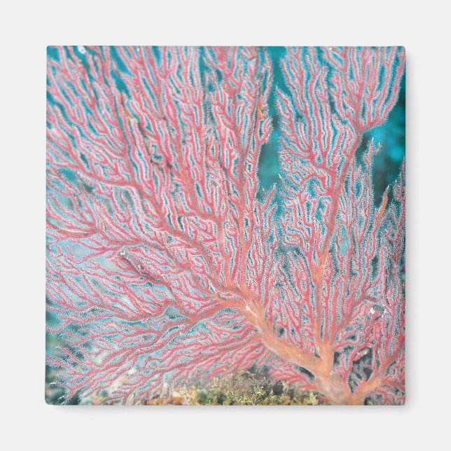 Imán Coral Gorgonano 3 (Frente)