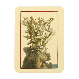Imán Coral junto al mar