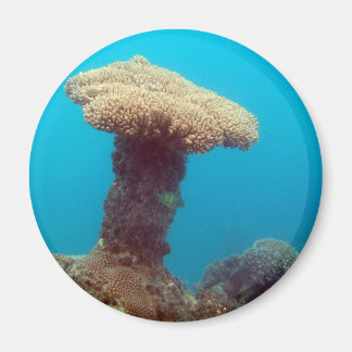 Imán Coral Mushroom