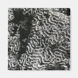 Imán Coral negro y blanco I Foto abstracta de la natura