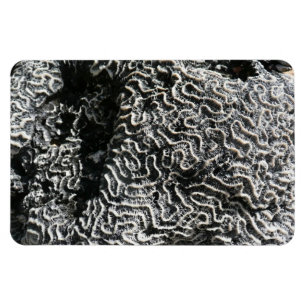 Imán Coral negro y blanco I Foto abstracta de la natura