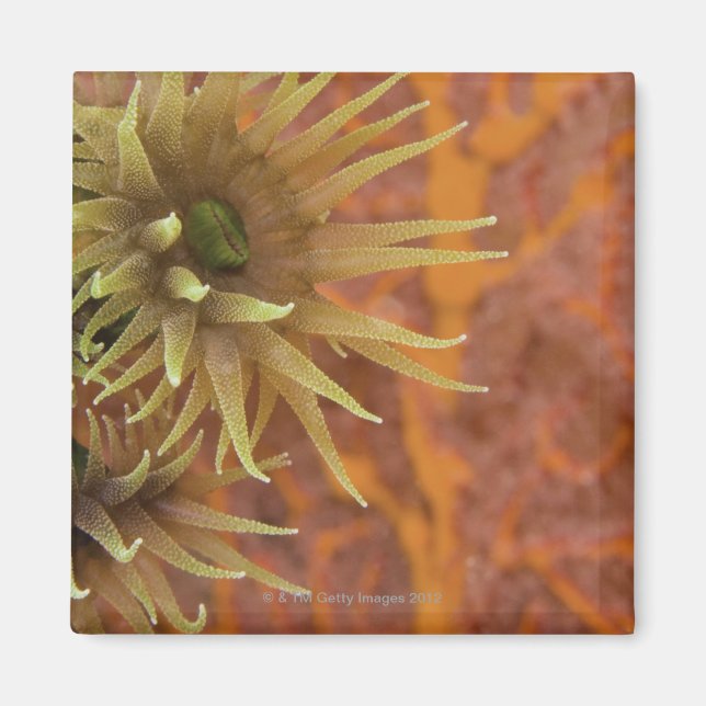 Imán coral por taza de naranja (Frente)