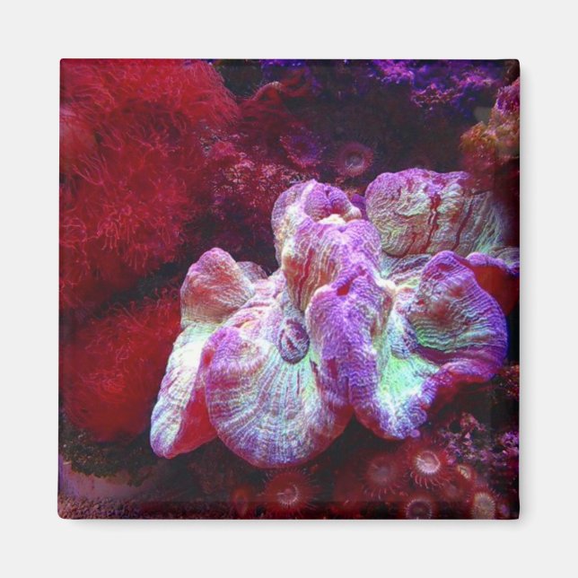 Imán Coral Reef Magnet (Frente)