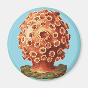 Imán Coral Rojo Náutico Vida Marina Ernst Haeckel