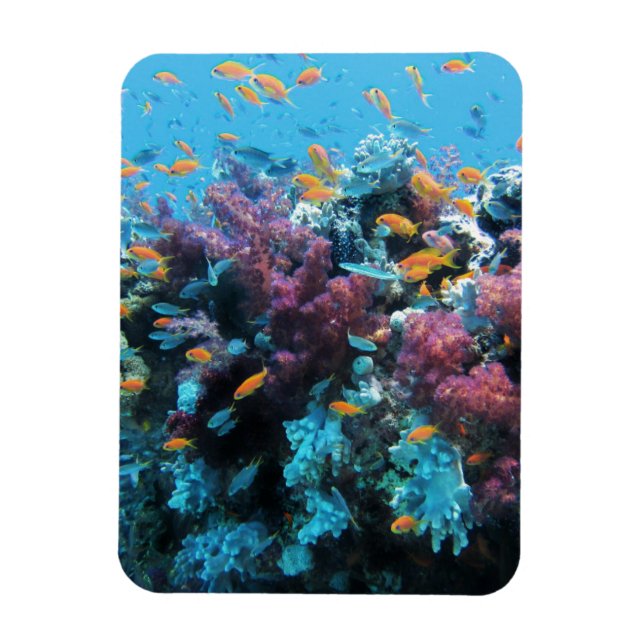 Imán Coral rosa (Vertical)