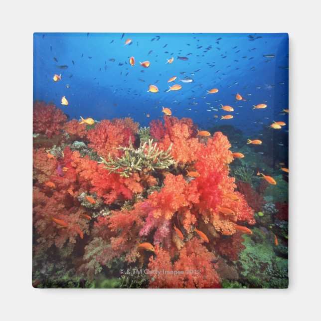 Imán Coral y pescado (Frente)