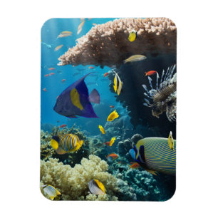 Imán Coral y pescados en el Mar Rojo, Egipto