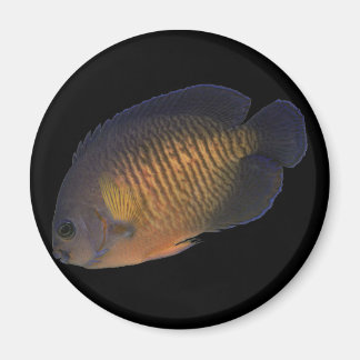 Imán CoralBeauty Angelfish
