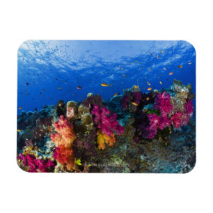 Imán Corales suaves en arrecifes poco profundos, Fiji