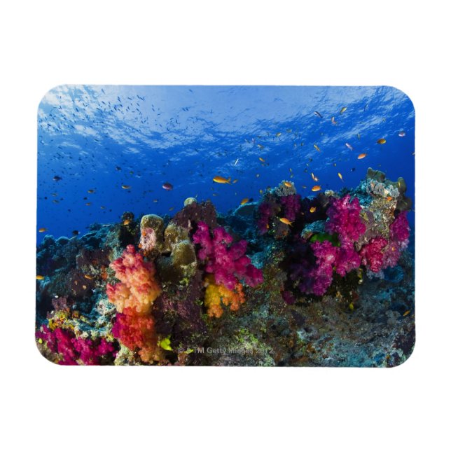 Imán Corales suaves en arrecifes poco profundos, Fiji (Horizontal)