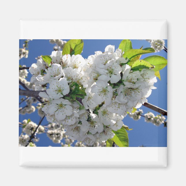 Imán Corazón de flores de cerezo (Frente)