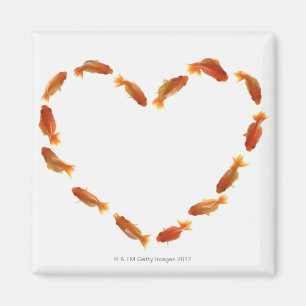 Imán Corazón hecho con peces dorados