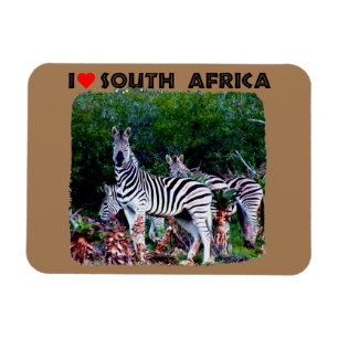 Imán Corazón Sudáfrica Zebra Aloe