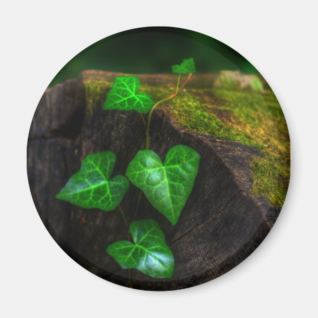 Imán Corazones de marfil (Frente)