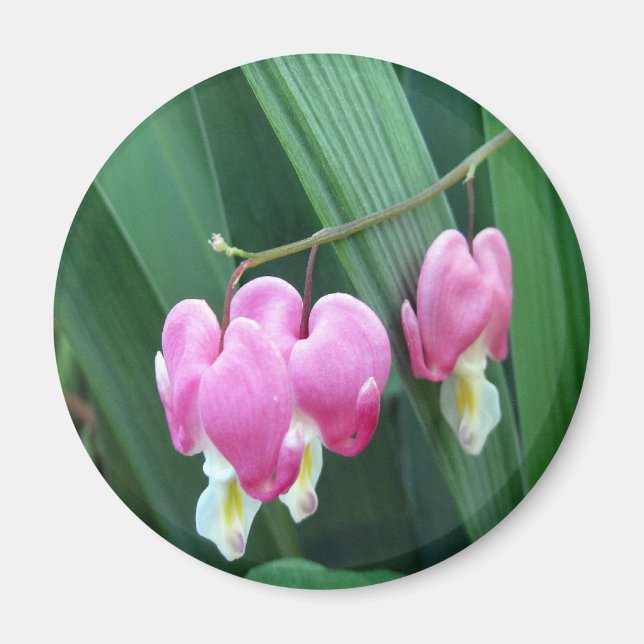 Imán Corazones sangrantes (Frente)